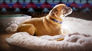 Xem Phim Chú chó Bruno