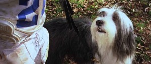 Xem Phim Điệp Vụ Chó Xù