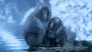 Xem Phim Nghệ thuật của tự nhiên (Phần 1)